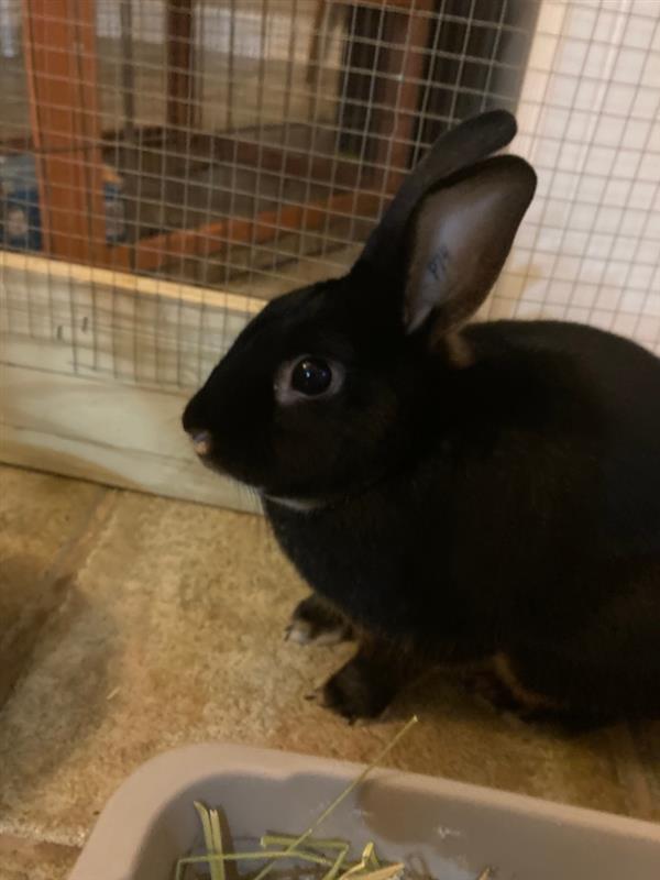 Bunny Builders Carwise EnergyWhiz